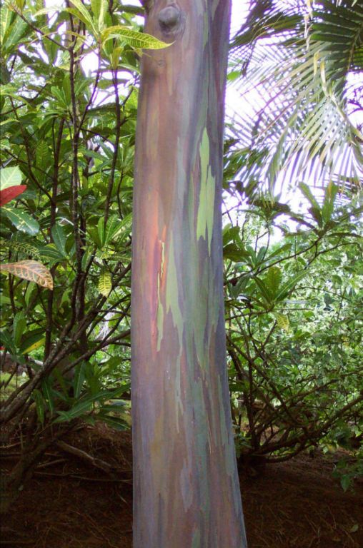 Rainbow eucalyptus